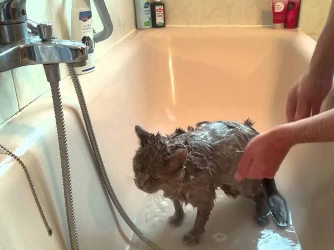 Как помыть кота: варианты если боится воды и царапается