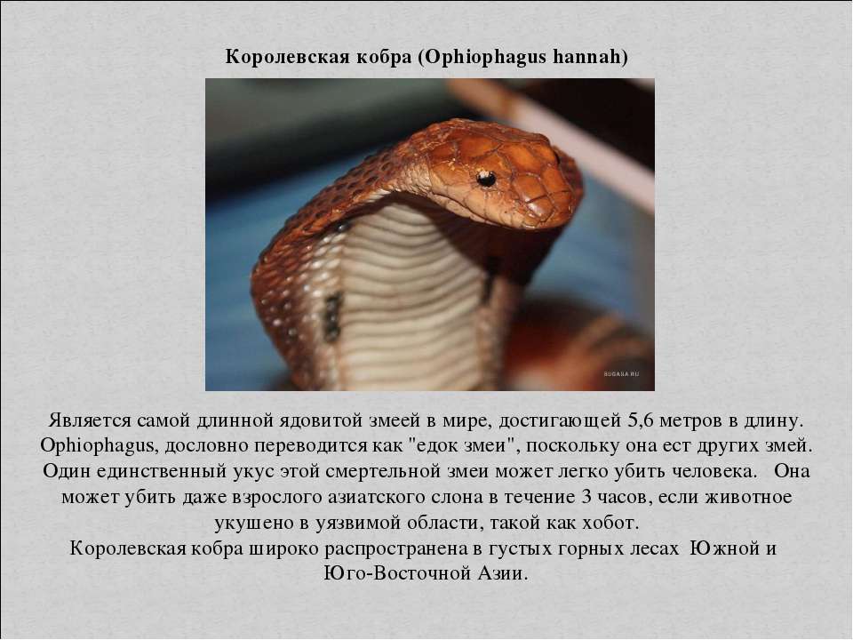 Он увидел перед собой ядовитую змею. Королевская Кобра (Ophiophagus Hannah). Доклад о ядовитых животных. Ядовитые животные доклад. Доклад на тему ядовитые животные.