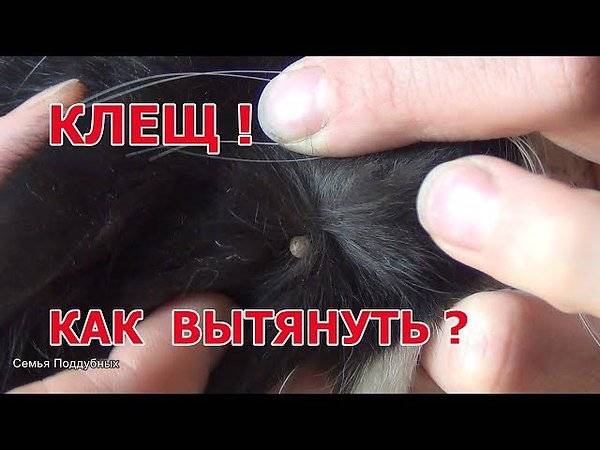 Как извлечь клеща из тела кошки