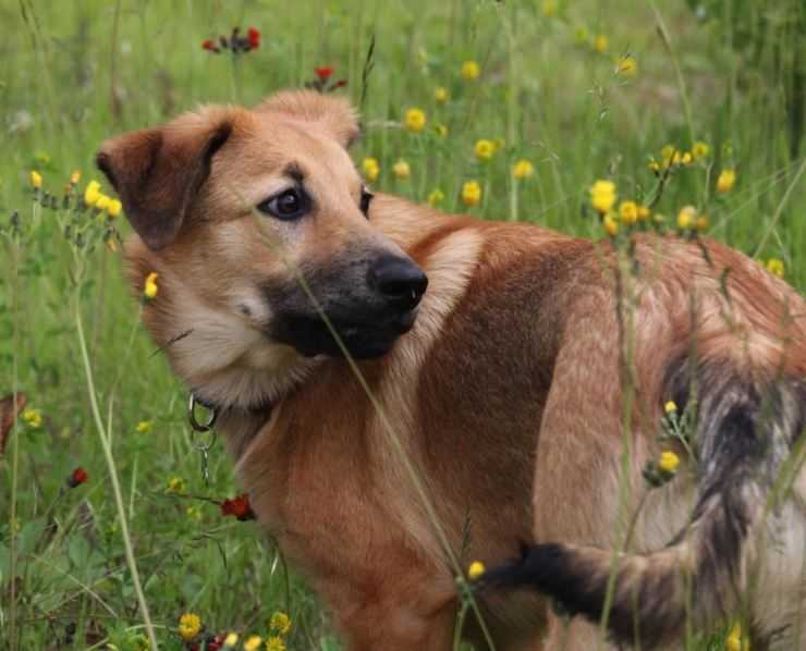 Порода собак чинук. описание, уход и характер собаки