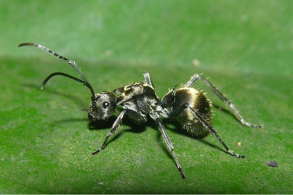 Муравейник - жилище муравьев: как устроен, виды, появление, фото