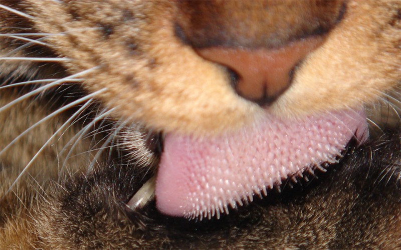 Зачем кошкам шершавый язык? как они пьют воду? — фото и видео
