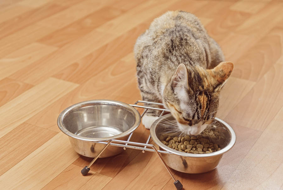 Что делать чтобы кошка пила больше воды