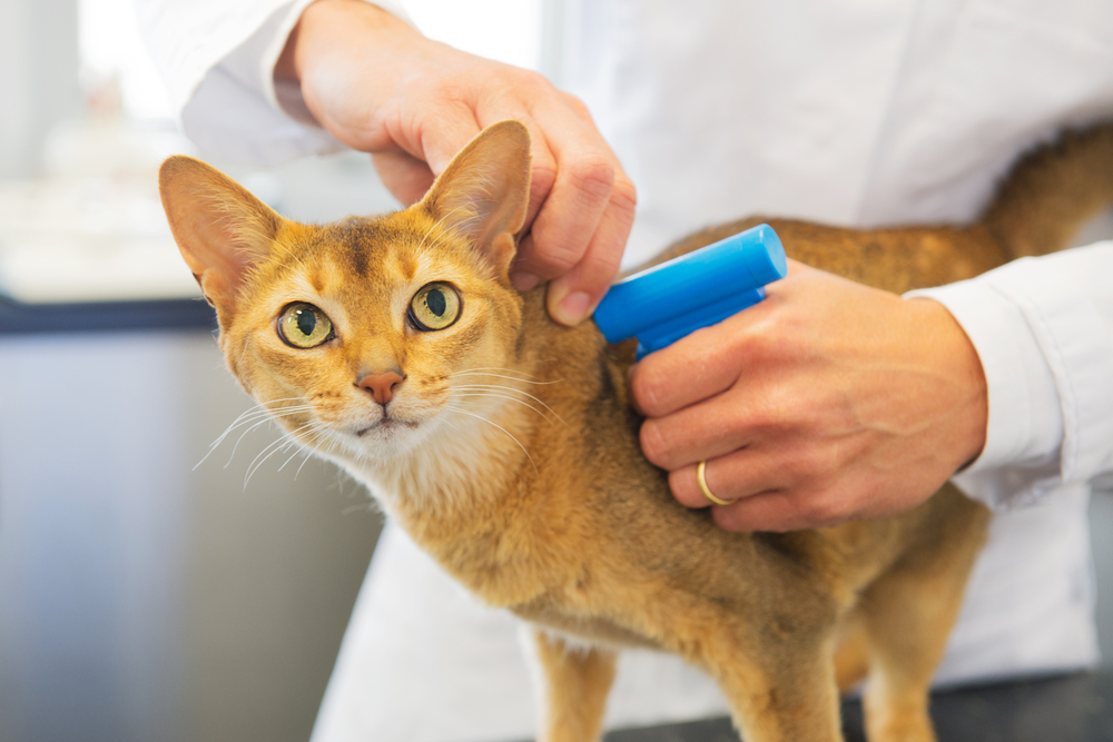 Что такое чипирование котов и для чего это нужно? | блог ветклиники "беланта"
