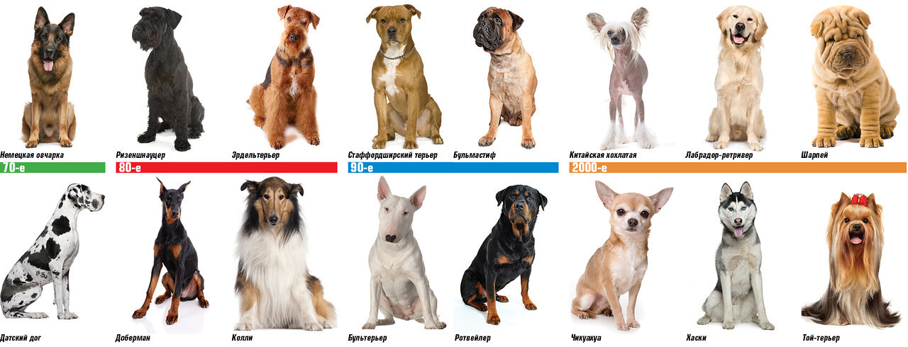 Породы средних собак с названиями, фотографиями и описанием особенностей характера
