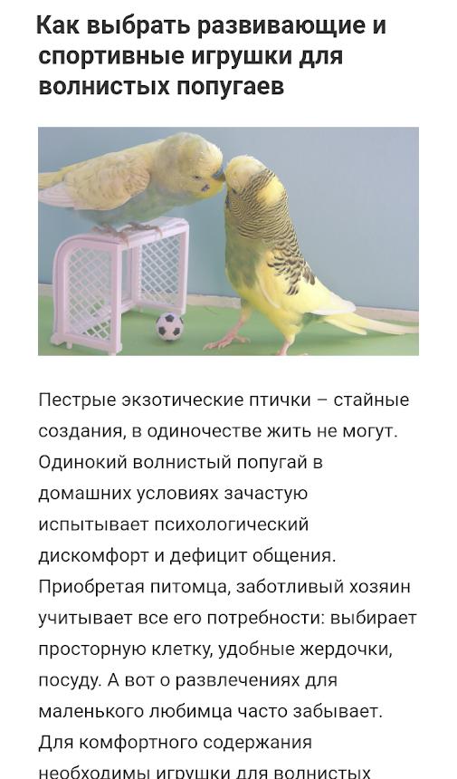 Попугай корелла, его внешний облик, особенности содержания и правила ухода