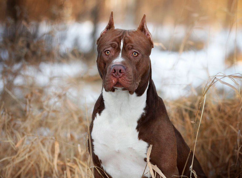 Американский питбуль фото, описание породы собаки, цена щенка, отзывы