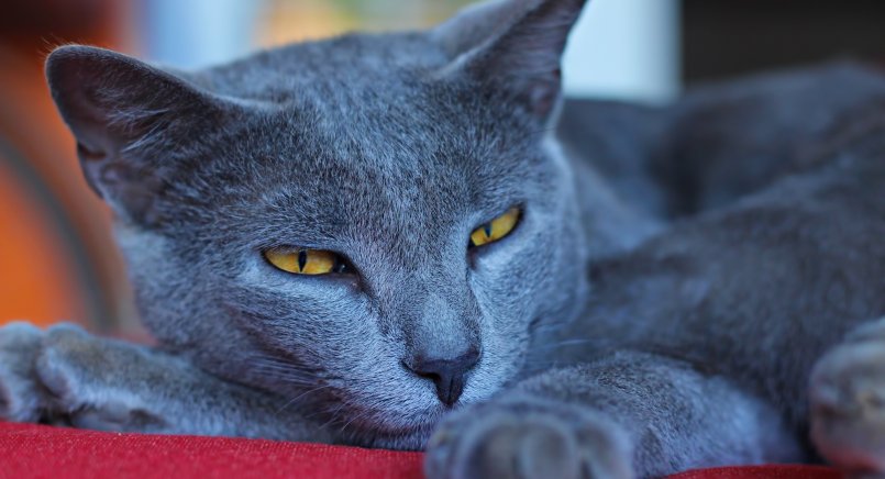 Картезианская кошка (шартрез): описание породы, 25 фото, цена