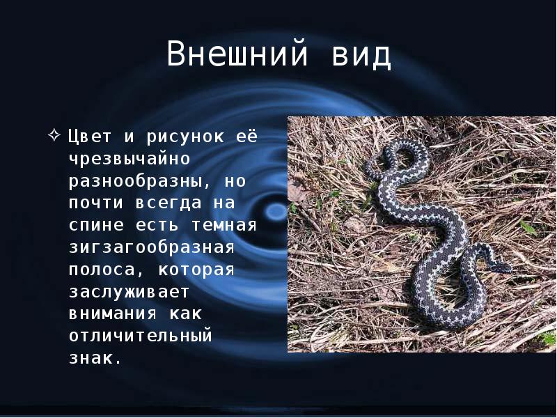 Гюрза змея. описание, особенности, виды, образ жизни и среда обитания гюрзы | живность.ру