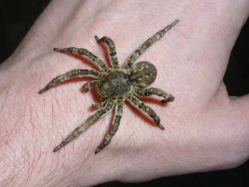 Укус паука: фото поражения кожи, симптомы, первая помощь и лечение укуса паука