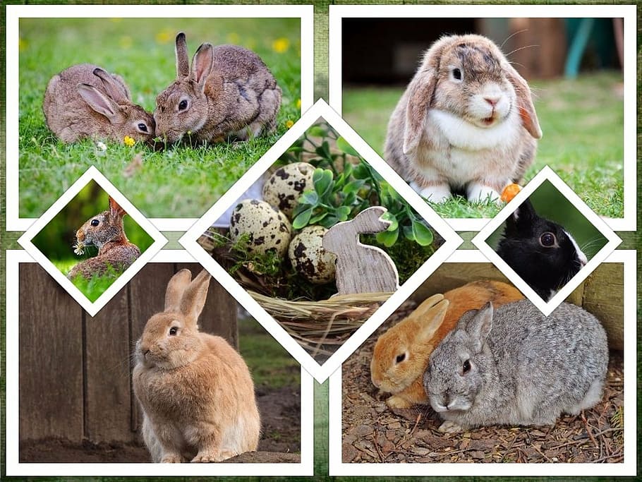 Ангорская порода кроликов