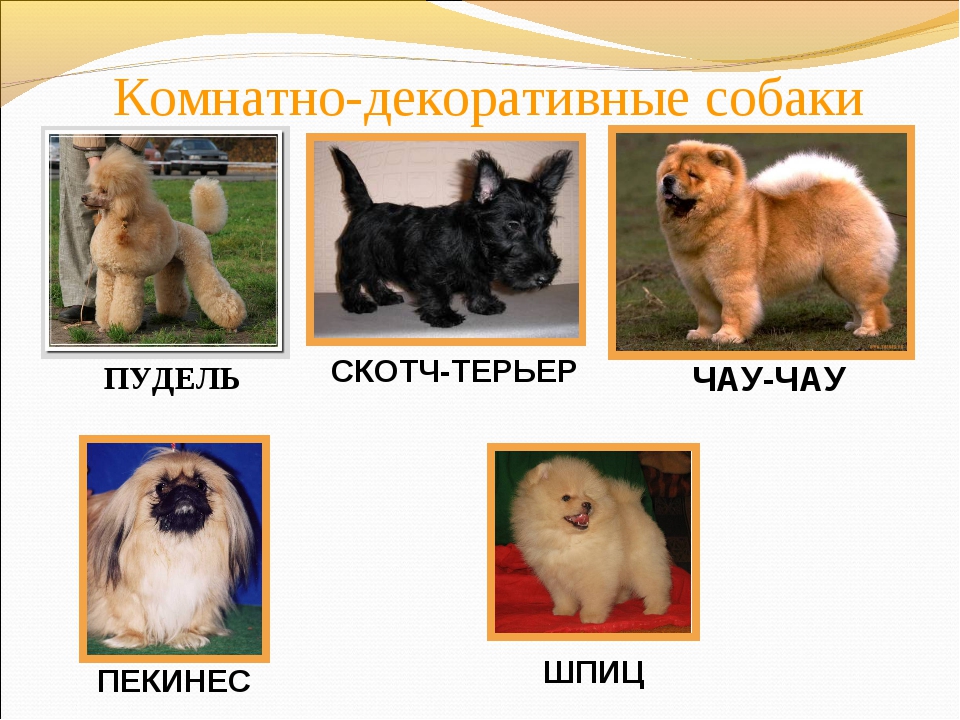 Маленькие породы собак для квартиры - названия и фото (каталог)