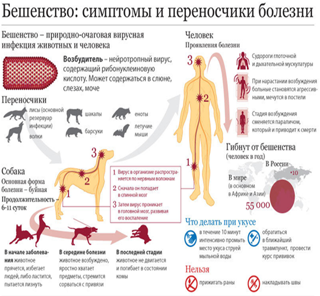 Инфекционные болезни животных
