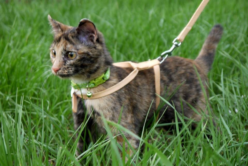 Как надеть шлейку на кошку? 21 фото пошаговая инструкция надевания на кота шлейки-жилетки и других видов шлеек