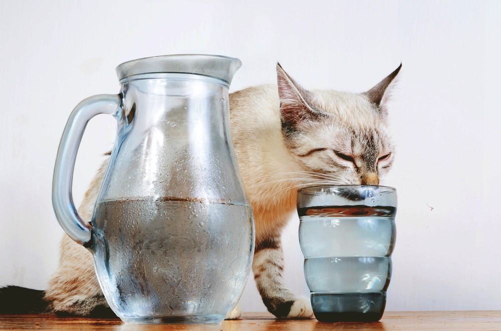 Кот пьет много воды - причины и последствия