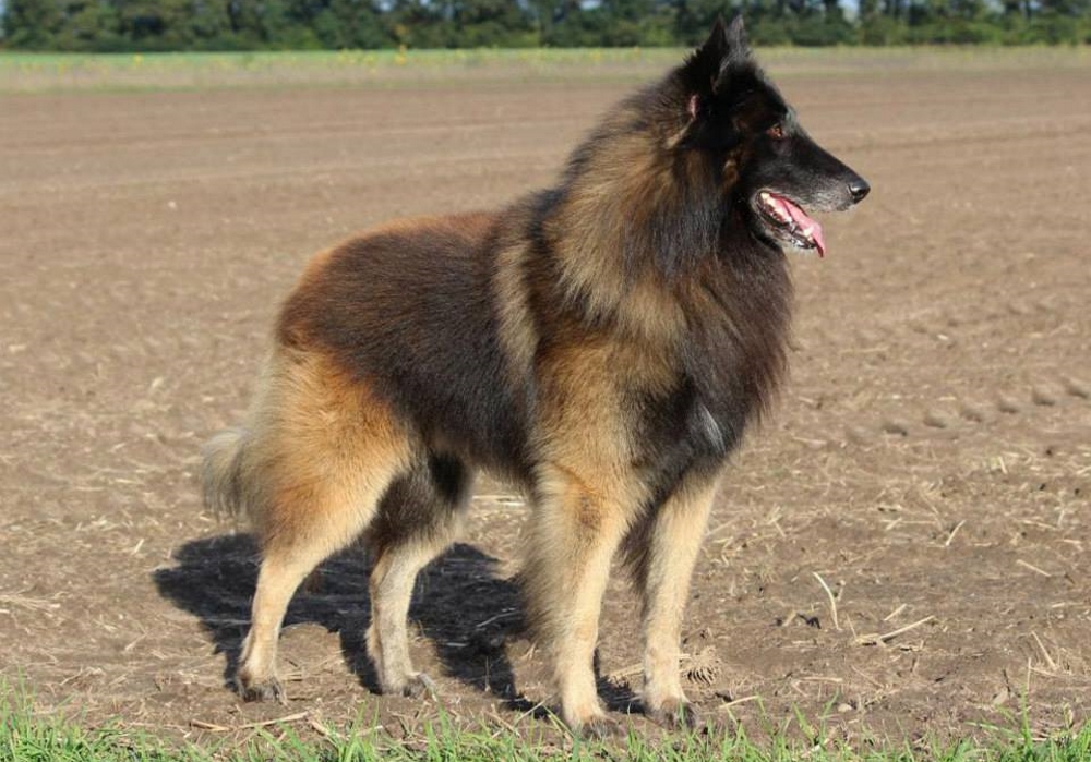Тервюрен - бельгийская овчарка: фото и описание породы, где купить щенка, уход