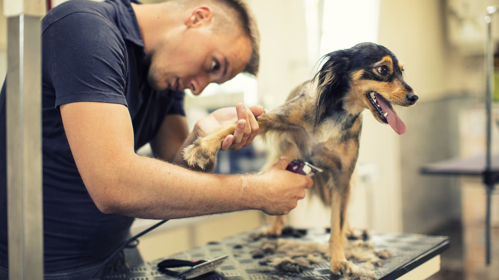 Тримминг собак или щенков: каким породам нужна процедура, зачем и как тримминговать собаку, мероприятие в груминг-салоне или дома.