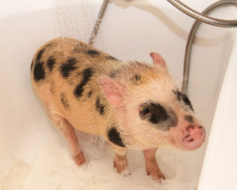 Как правильно кормить декоративных свинок?