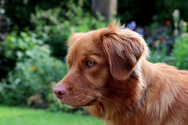 Новошотландский ретривер: особенности породы и содержание собаки