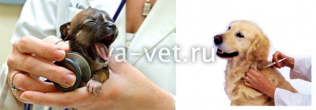 Нужно ли собаку перед прививкой перед. Вакцинация собак. Щенки глистогонят перед прививкой. Проведении вакцинации (дегельминтизации) собак фото. Глистогонить собаку перед прививкой.