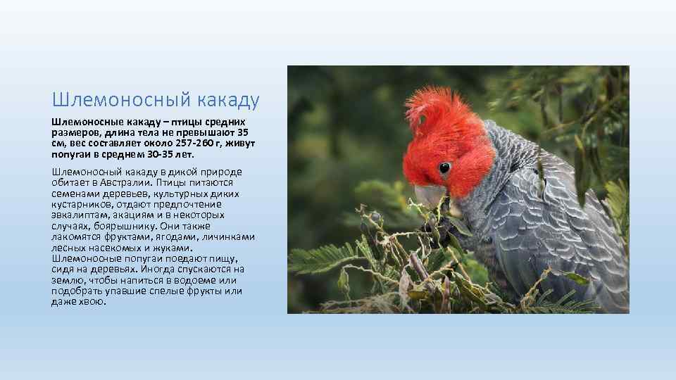 Все неизвестные факты о волнистых попугаях. что интересного в мире домашних птиц