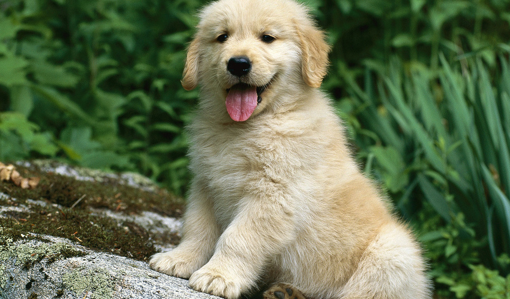 Золотистый ретривер собака. описание, особенности, характер, уход и цена породы