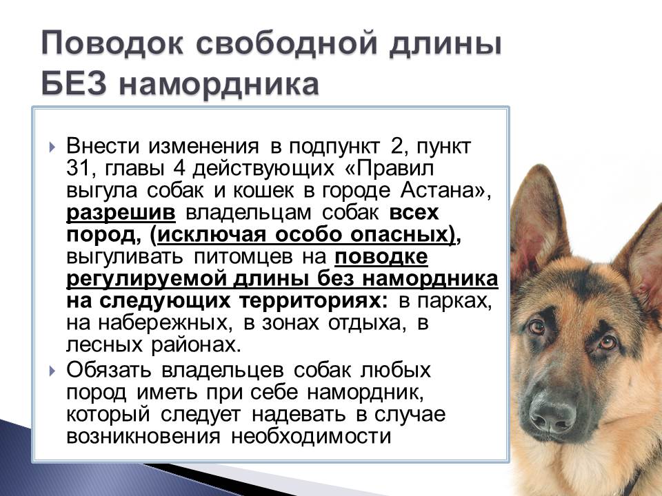С 2021 года в россии бездомных собак будут стерилизовать и возвращать на улицы