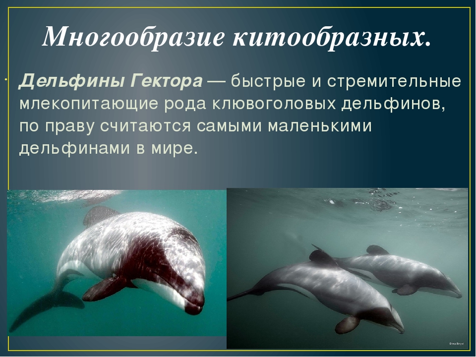Сообщение о дельфине  описание млекопитающего, характеристика, чем питается и где обитает, информация об особенностях поведения, интересные факты, значение животного в природе