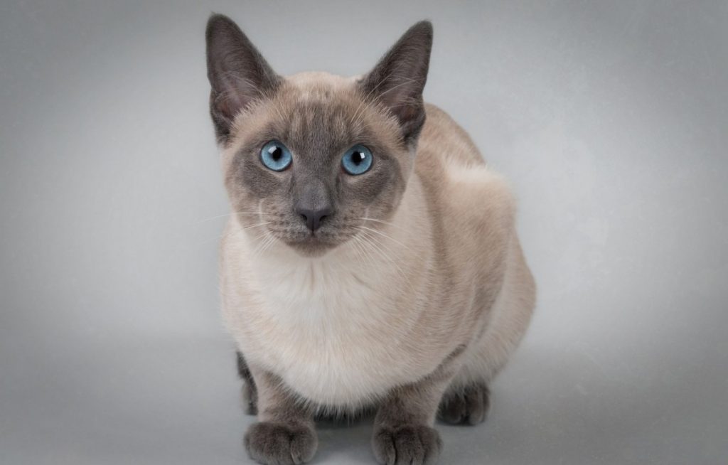 Тайская кошка: описание породы, характер кошек, фото