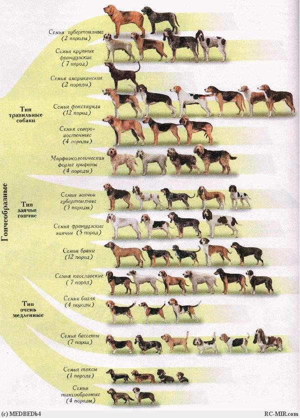 Схема пород собак