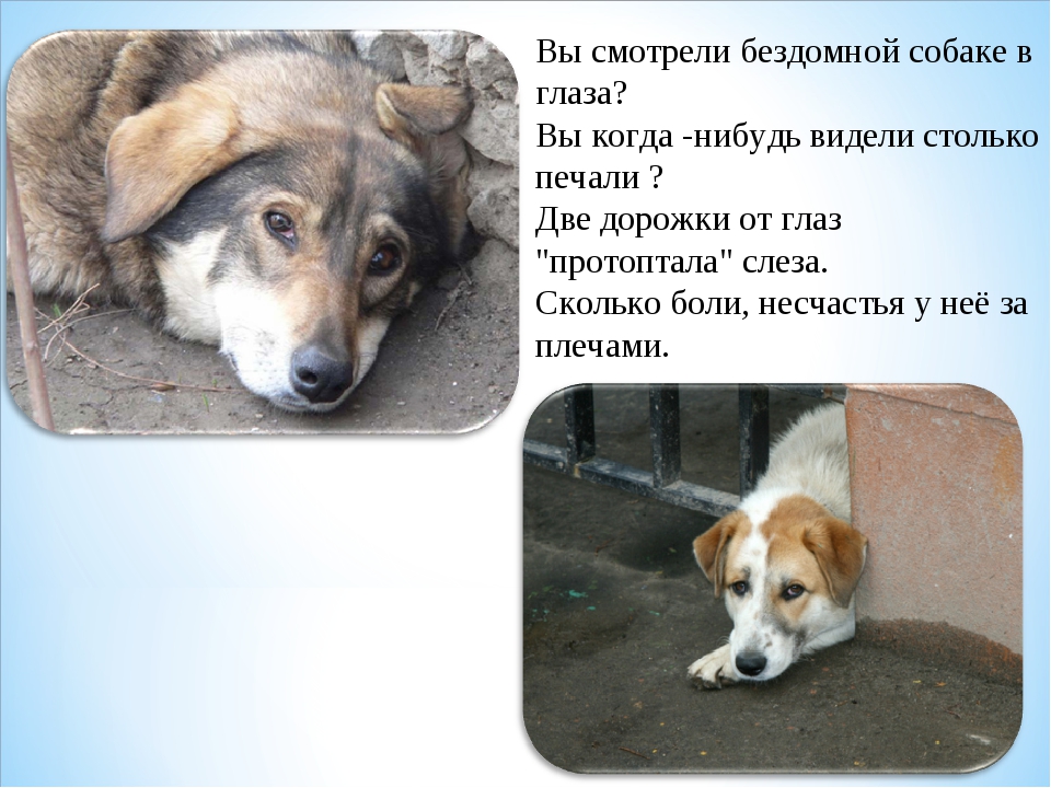 Как решают проблему бездомных животных в россии и на западе и что делать, если хочешь помочь