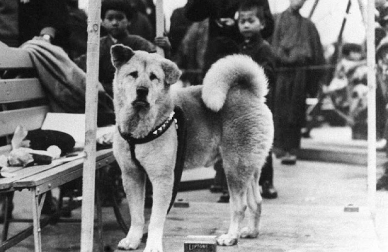 Порода собаки хатико — акита-ину, ее описание и история
