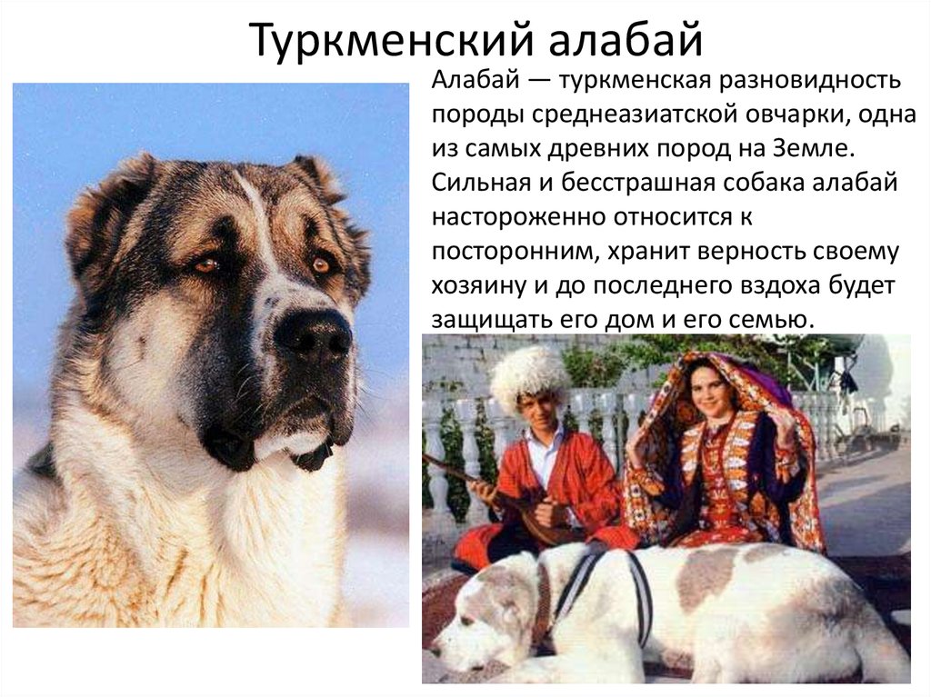 Среднеазиатская овчарка ???? фото, описание, характер, факты, плюсы, минусы собаки ✔