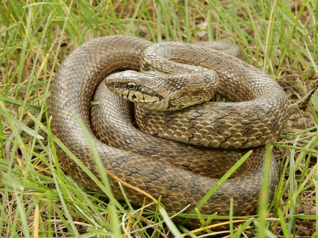 Полоз змея ядовитая фото