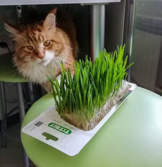 Для чего кошки едят траву, и какую можно давать