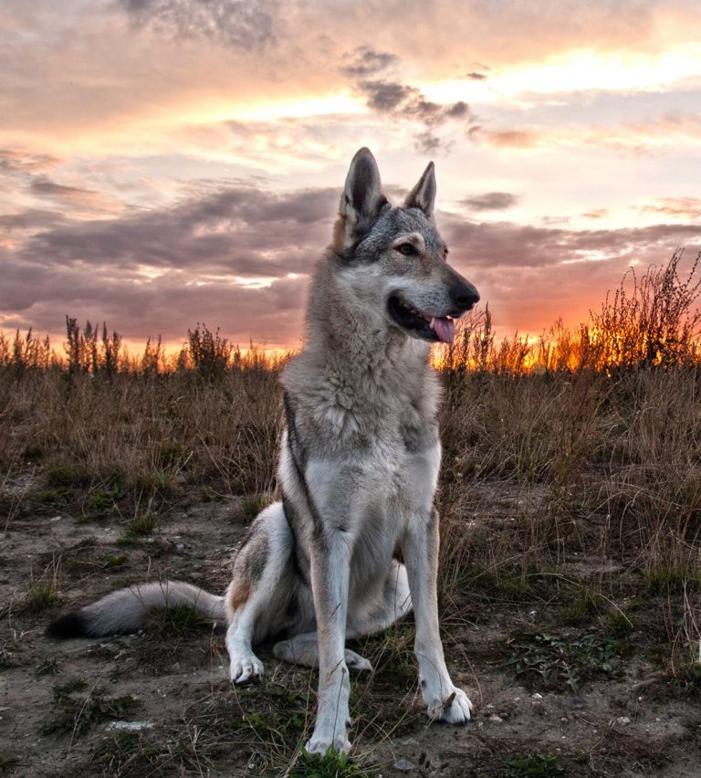 Чехословацкая волчья собака ???? фото, описание, характер, факты, плюсы, минусы собаки ✔