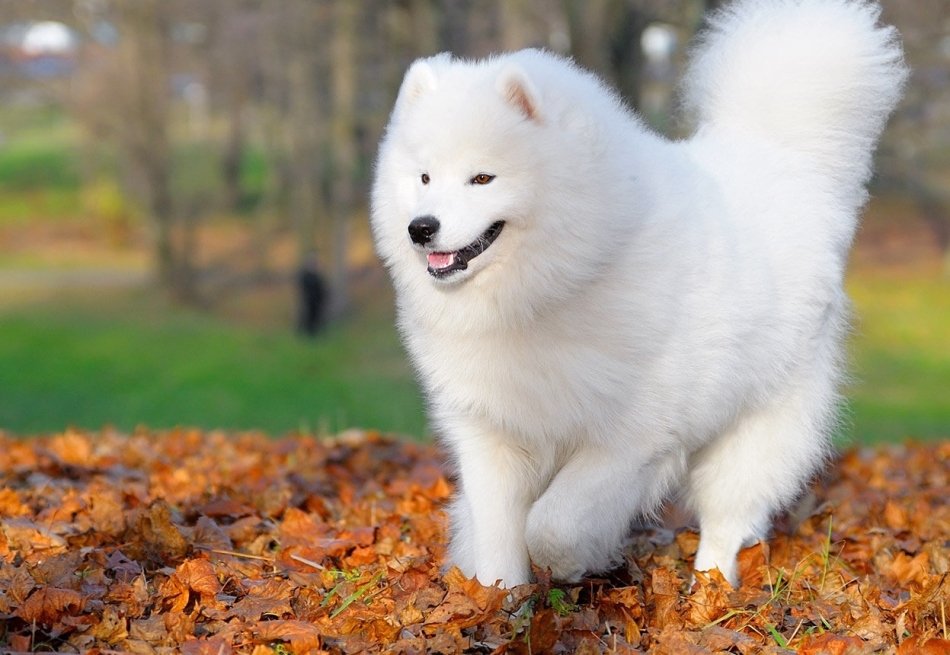 Самоедская собака: характеристика породы и ухода