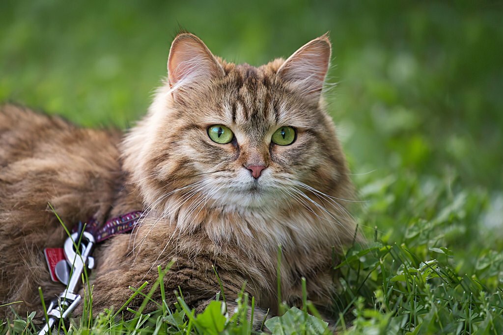 8 главных ошибок в содержании кошек, которые допускают многие владельцы