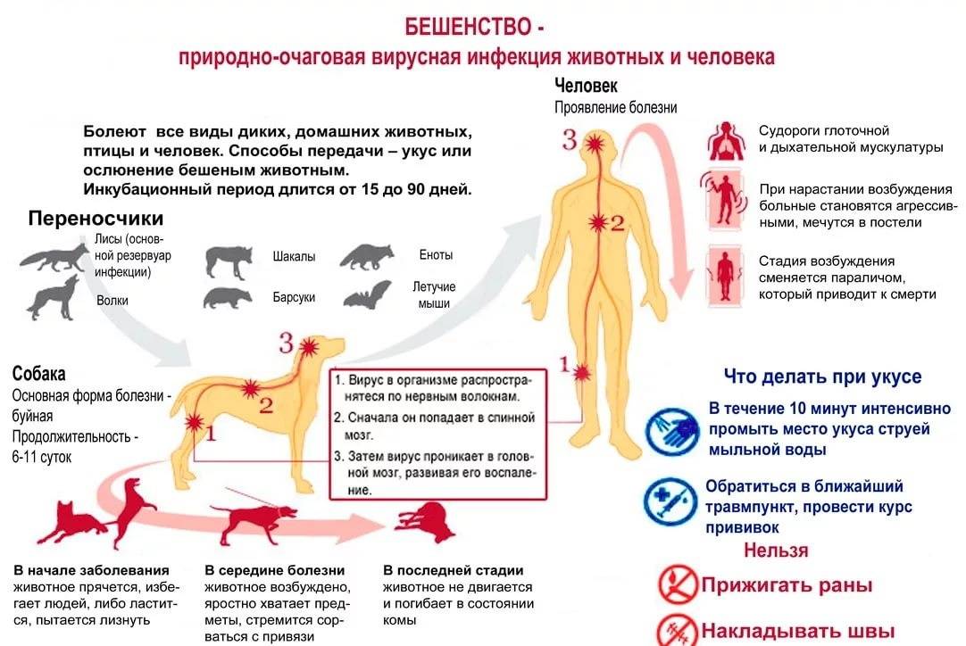 Бешенство у собак и кошек - симптомы, диагностика и профилактика в москве. ветеринарная клиника "зоостатус"
