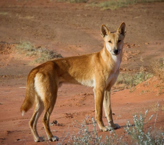 Динго (canis lupus dingo): фото, интересные факты