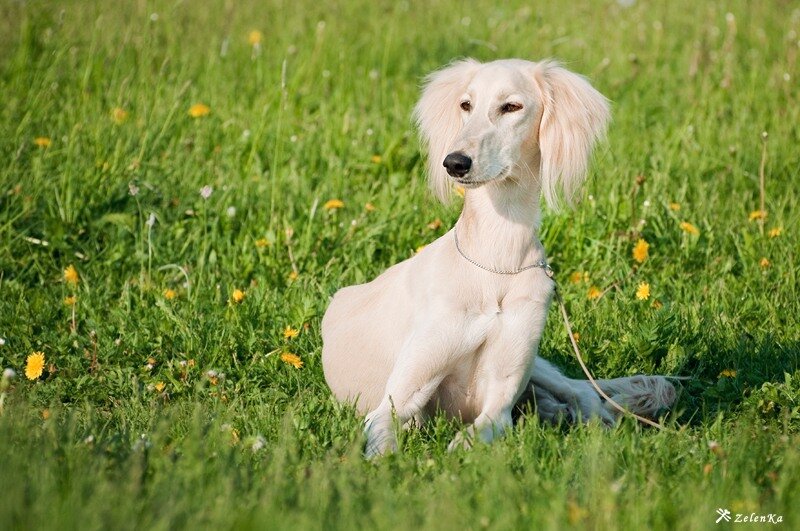 Салюки (45 фото): описание породы собак, характер щенков. как за ними ухаживать?