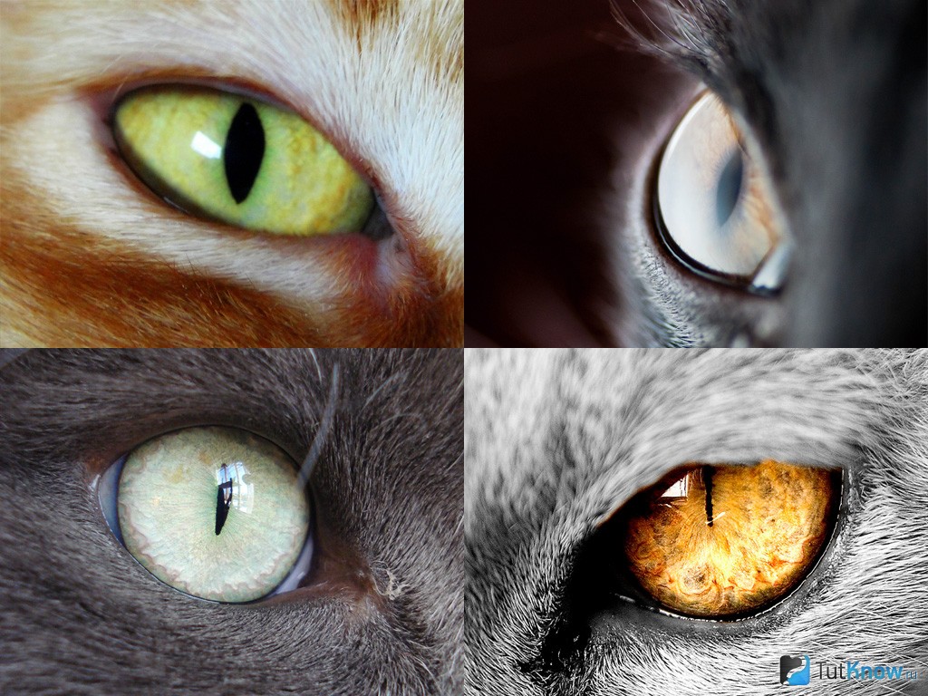Как видят кошки: какие цвета различают, как видят мир и человека, зрение в темноте