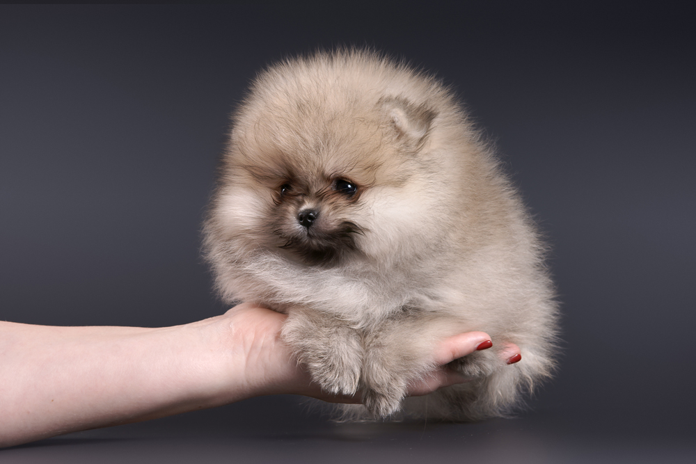 Померанский шпиц (83 фото): описание щенков породы карликовый померанцевый шпиц, характер мини-собаки, отзывы владельцев