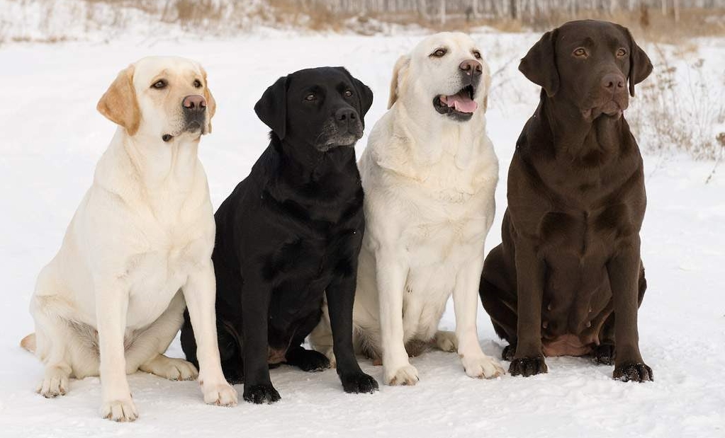 Лабрадор ретривер - фото, окрасы: черный, шоколадный, палевый, особенности породы, щенки
