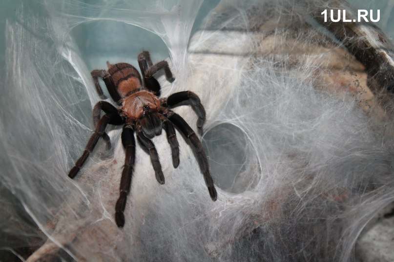 Укус паука: последствия и что делать при паучьем укусе