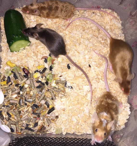Что едят мыши в домашних условиях и в природе