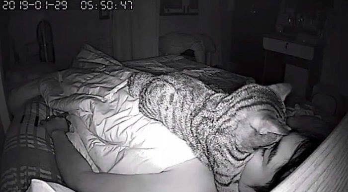 Что означает, если кошка спит в вашей постели