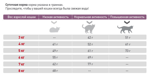 Сколько должна весить кошка или кот: таблица по возрастам и породам, опасные отклонения, требующие лечения