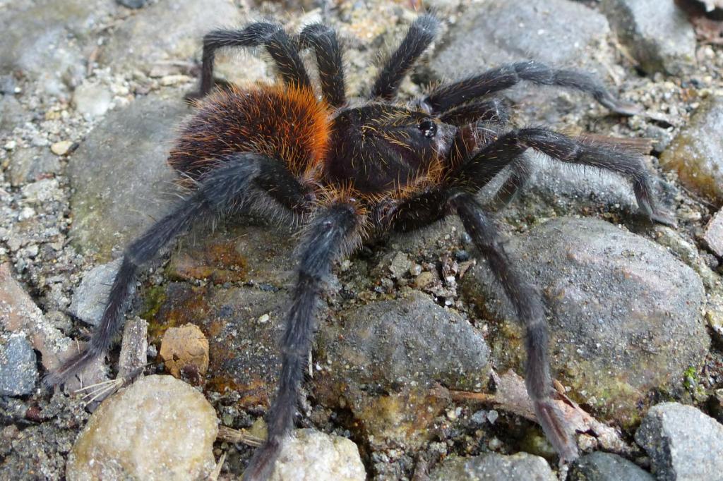 Топ-16 самых опасных пауков в мире