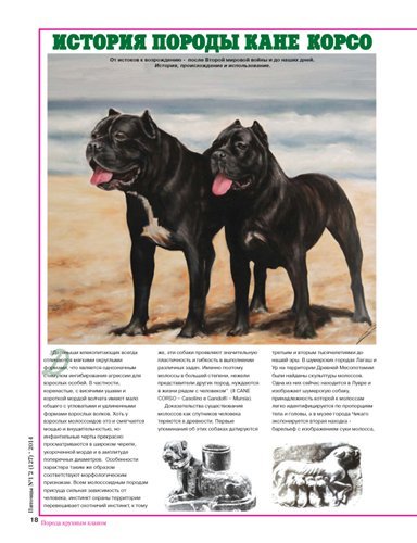 Собаки породы кане-корсо: описание, стандарты, продолжительность жизни и особенности